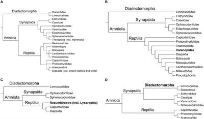 The First Age of Reptiles? Comparing Reptile and Synapsid Diversity, and the Influence of Lagerstätten, During the Carboniferous and Early Permian